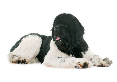 Royalty Free Newfoundland Dog Pictures Images And Stock Photos Istock