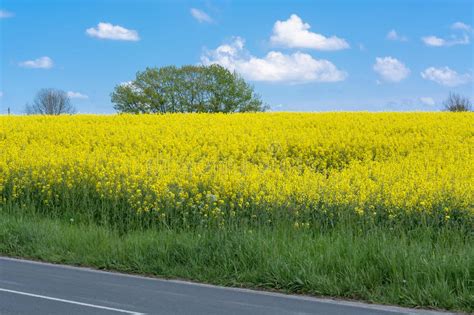 Blooming Canola Field With Blue Sky Stock Image Image Of Scene Gold