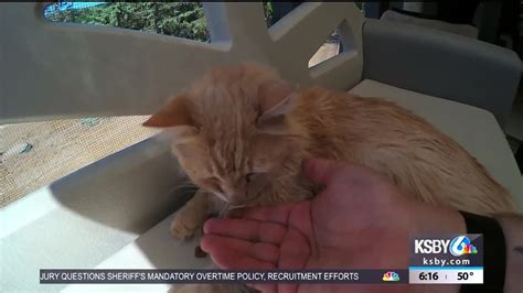 Pet Tales: Ed - YouTube