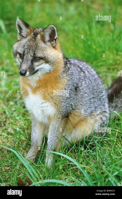 Common Gray Fox Urocyon Cineroargenteus Captive Homosassa Springs