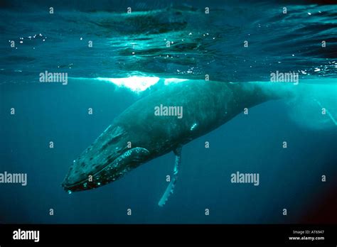 Humpback Whale Megaptera Novaeangliae N Pacific Stock Photo Alamy