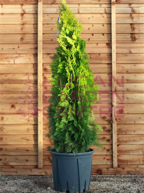 Thuja Orientalis Pyramidalis Aurea Evergreen Plants Lucan Garden