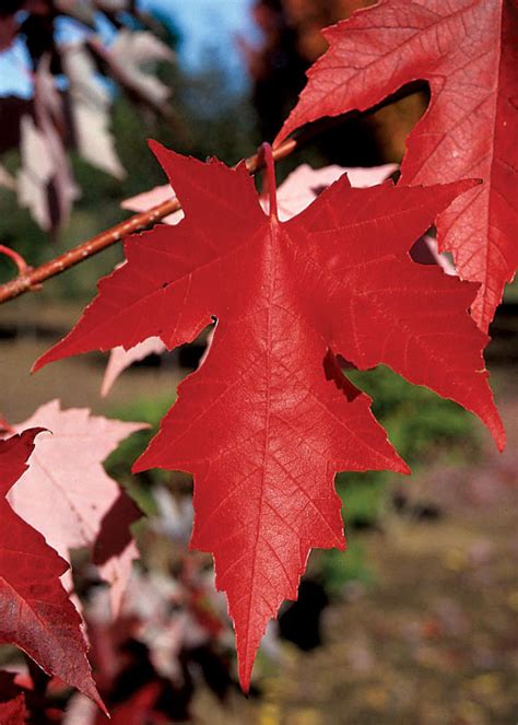 Autumn fantasy® maple is a hybrid of the silver maple and red maple. Acer x freemanii 'Autumn Fantasy' | J.C. Bakker & Sons Ltd.