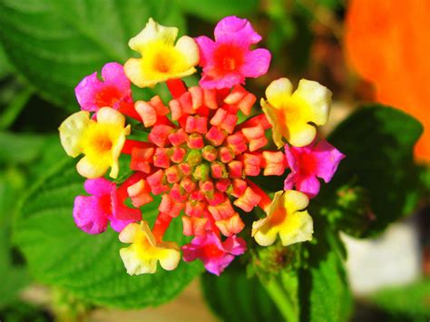 Summer Flower Exotic Flowers HD Wallpapers Download Free Images Wallpaper [wallpaper896.blogspot.com]