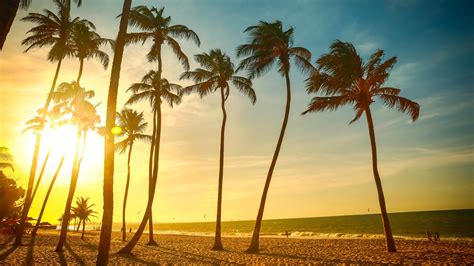 Landscape Tropical Beach Palm Trees Sun Wallpapers Hd