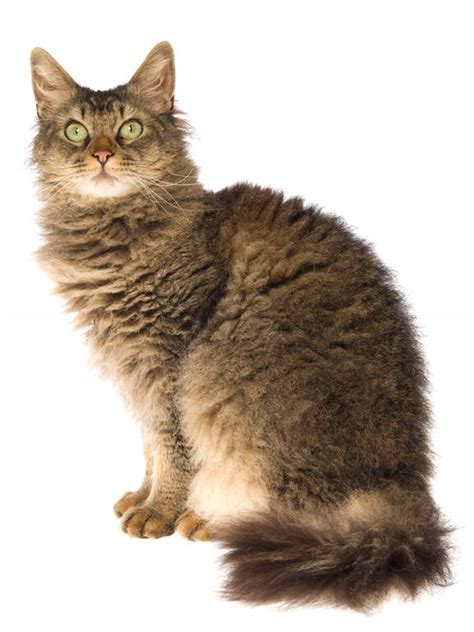 laperm cats breed information omlet