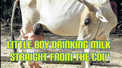 Baby Drinking Milk Directly from Cow like calf // KIDS Drink Milk