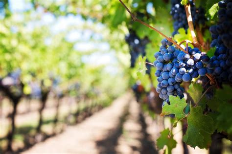 Discover The History Of Temecula Wineries On A Temecula Valley Wine