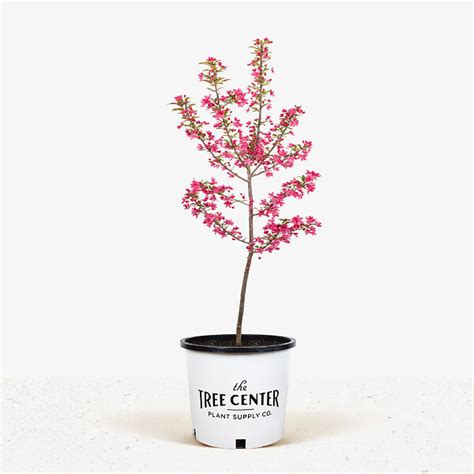 Buy Prairie Fire Crab Apple Trees Online The Tree Center