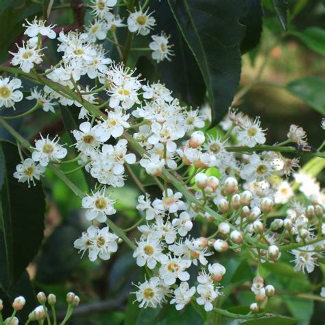 Laurier du Portugal Prunus lusitanica Arbuste persistant à port conique