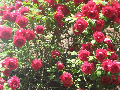 Les Roses De Mon Jardin