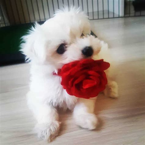Teacup Maltese Puppies For Sale Snow White