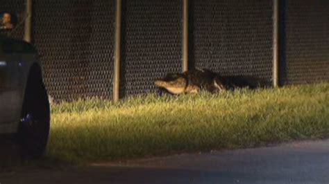 8 Foot Alligator Captured On Key Biscayne Nbc 6 South Florida