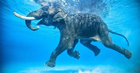 We did not find results for: Gambar Gajah Berenang HD di Laut Terbaru | gambarcoloring