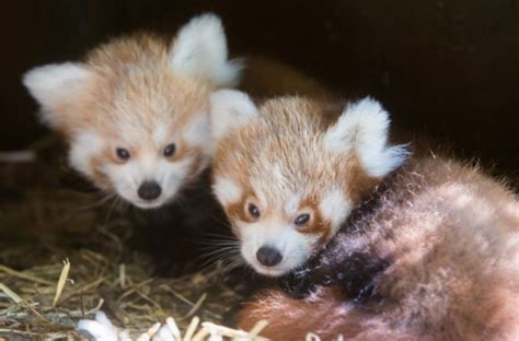 Twin Red Panda Cubs Are Named Fota Wildlife Park