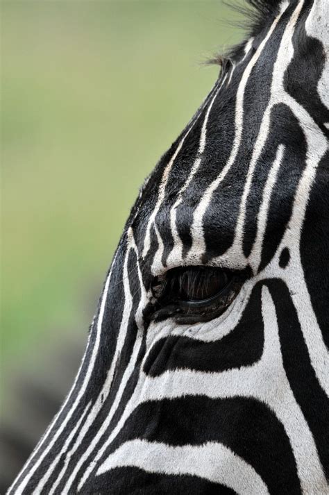 Eye Of A Zebra Zebras Zebra Animals Wild