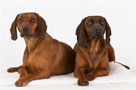Der bayerischer gebirgsschweißhund ist ruhig und ausgeglichen und dabei empfindsam gegenüber seinem führer, zurückhaltend gegenüber fremden. Bayerischer Gebirgsschweißhund im Rassenportrait | edogs ...