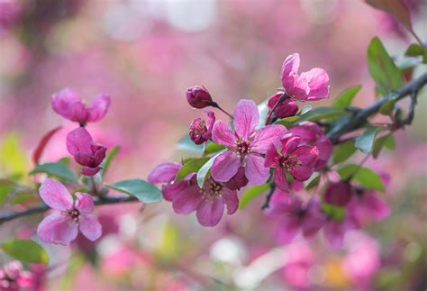 Photo Spring The Flowering Cherry Blossoms Free Pictures On Fonwall