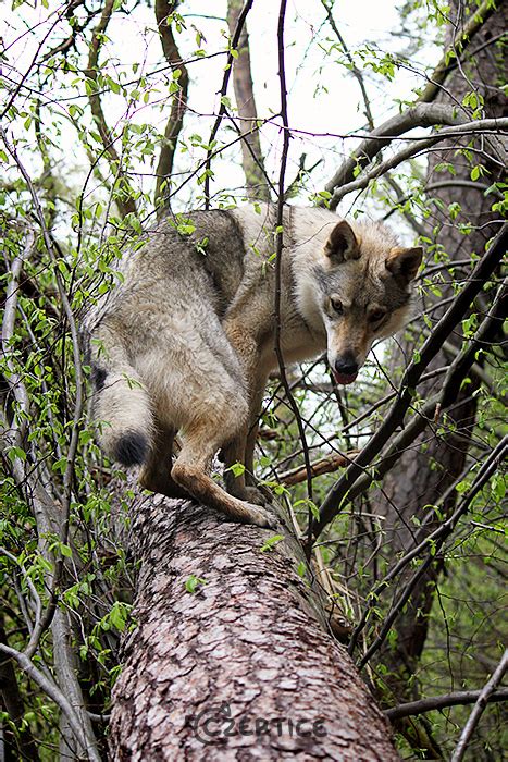 Tree Climbing Wolfdog Ii By Czertice On Deviantart
