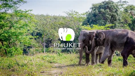 We open and welcome all elephants and their mahouts that lost and looking for a home. Phuket Elephant Sanctuary - YouTube