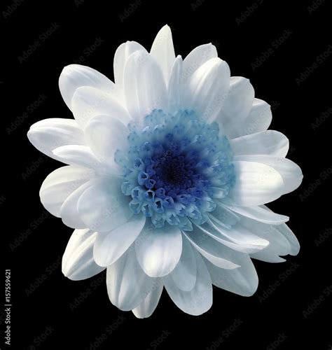White Blue Flower Chrysanthemum Garden Flower Black Isolated