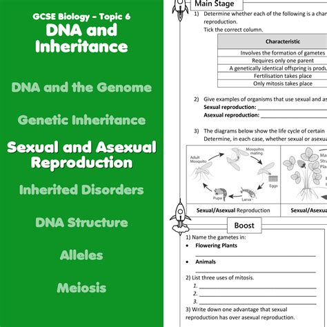 Sexual And Asexual Reproduction Home Learning Worksheet Gcse Teaching Resources