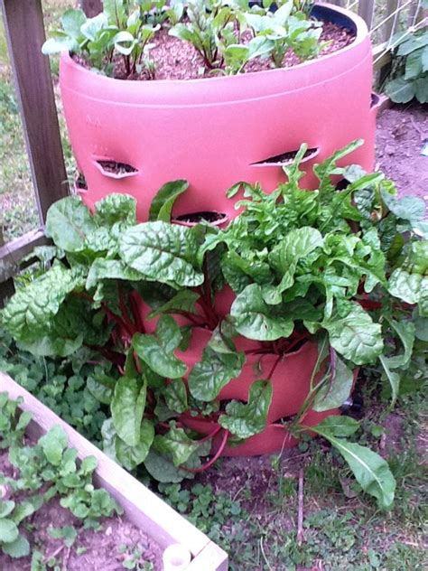 How To Make A Simple Space Saving Barrel Garden To Plant At Least 50