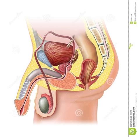 We think this is the most useful anatomy picture that you need. Male Reproductive System Unlabeled Diagram