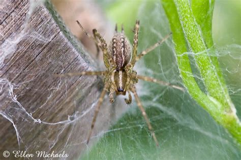 Funnel Web Weaver Grass Spider Agelenopsis