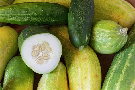 Cucumber Seeds Photograph By James Bo Insogna