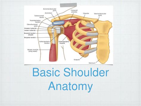 Ppt Orthopaedic Special Tests For The Shoulder Powerpoint