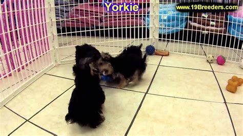 Stud service to approved bitches. Yorkshire Terrier, Puppies, For, Sale, In, Billings ...