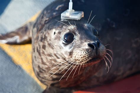 Into The Wild Tracking Rescued Harbor Seal Pups Return To The Ocean