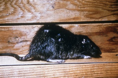 Public Domain Picture This Is An Image Of A Norway Rat Rattus