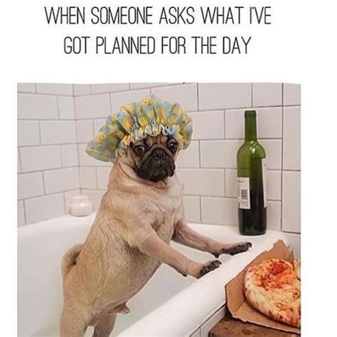 Pin By Rose On Fridays Pugs Funny Instagram Funny Pugs
