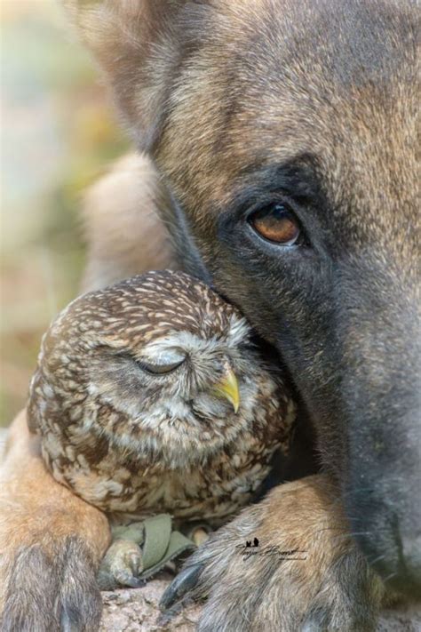 This Dog Is Best Friends With Owls Neatorama