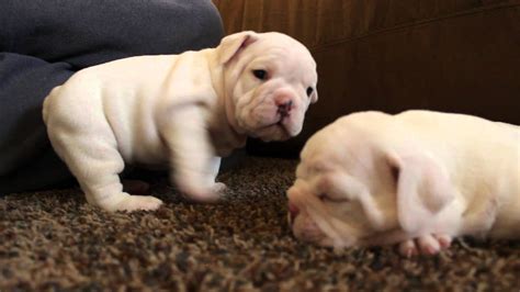 Explore american bulldog life span data with pictures, origin and history. White English Bulldog Puppies 4 Weeks Old - YouTube