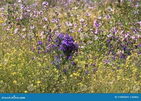 Summer Color Meadow Sunny Flowers Background Stock Image Image Of