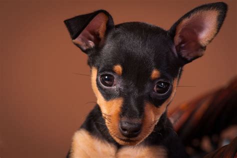 Miniature Pinscher Chihuahua Mix Chipin Breed Information