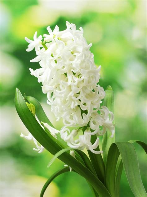 Read more on the 48 flowers compiled below to decide which option suits your needs. Types of White Flowers | HGTV