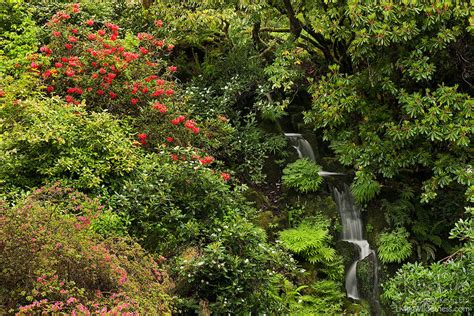 Waterfall Rhododendron Glen Bloedel Reserve Bainbridge Island