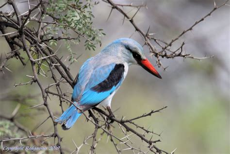 Bird Pictures Kingfisher Tropical Africa