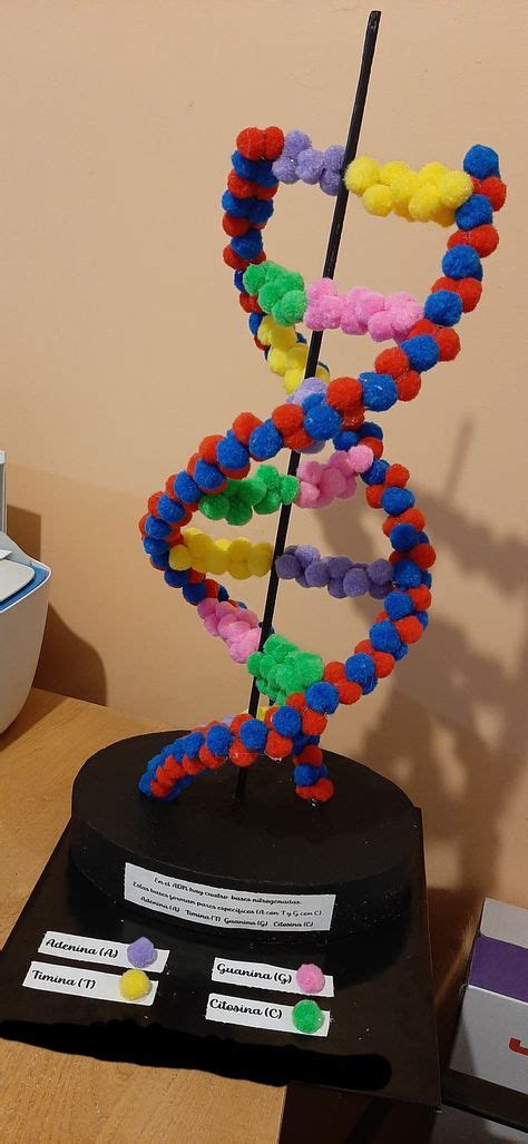 Maqueta ADN