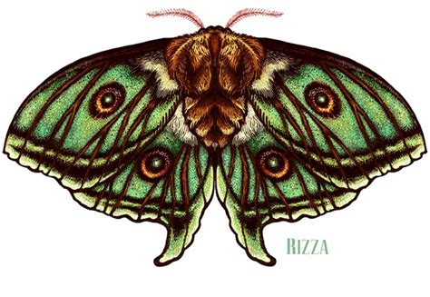 Moths Wings On Behance