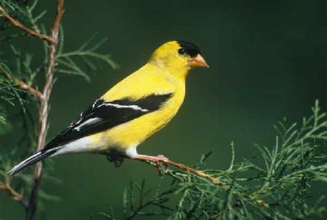 Check spelling or type a new query. Birds Lover: American Goldfinch
