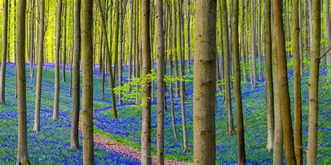 This Magical Forest In Belgium Is Covered In Blue Flowers In Spring