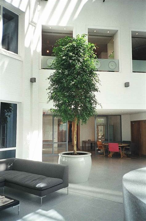 Tall Trees Gallery For Offices Interiors Office Landscapes