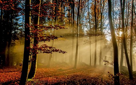 Nature Sun Rays Forest Fall Leaves Mist Sunlight Trees Morning