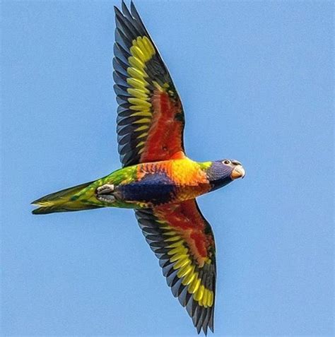 Rainbow Lorikeet In Flight Great Photo As They Fly So Quickly
