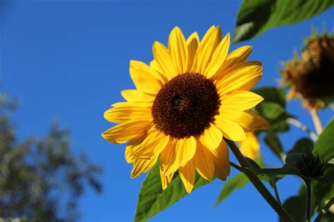Bentuk dan warnanya seperti bunga matahari pada umumnya, yaitu berwarna kuning dan bagian tengahnya. Bunga Matahari Mekar · Foto gratis di Pixabay